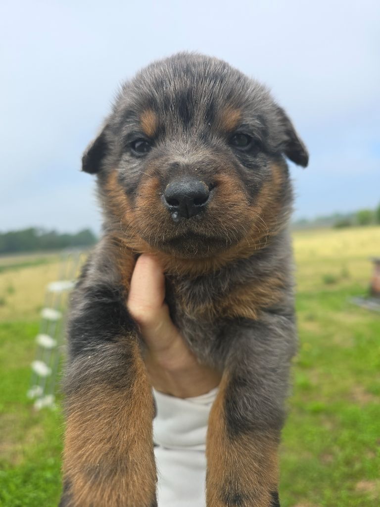 Du Clos Des Loutres - Chiots disponibles - Berger de Beauce