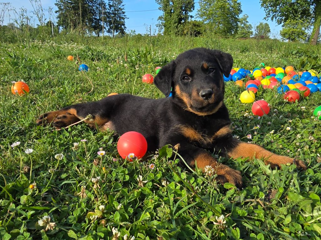 Du Clos Des Loutres - Chiots disponibles - Berger de Beauce