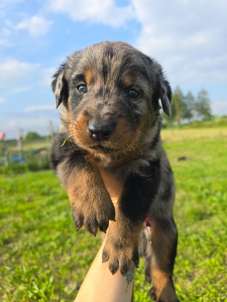 Du Clos Des Loutres - Chiots disponibles - Berger de Beauce
