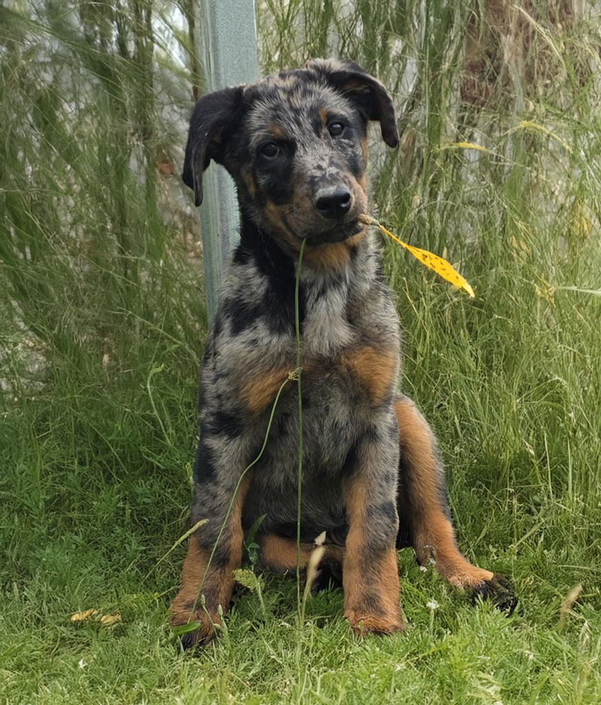 Du Clos Des Loutres - Chiots disponibles - Berger de Beauce