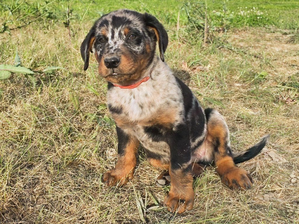 Du Clos Des Loutres - Chiots disponibles - Berger de Beauce