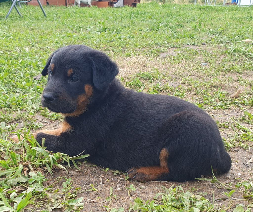 Du Clos Des Loutres - Chiots disponibles - Berger de Beauce